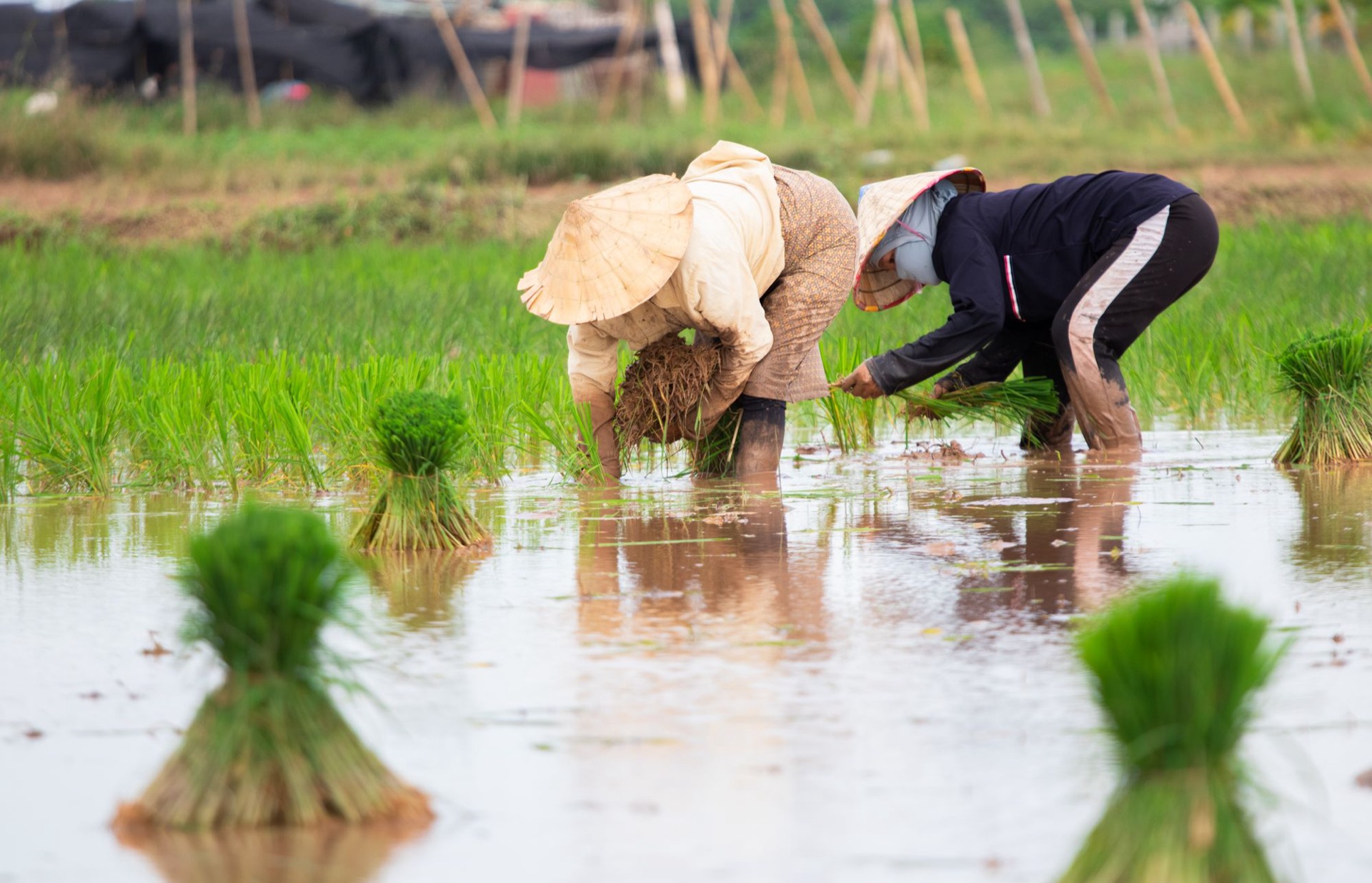 Farmers working a rice paddy in Laos
